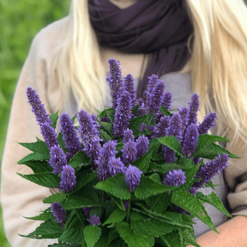 CHUXAY GARDEN Anise Hyssop Seed 50 Seeds Agastache Foeniculum Lavender Hyssop Plant Attract Butterflies and Bees Perennial Herb Plants Makes Great...