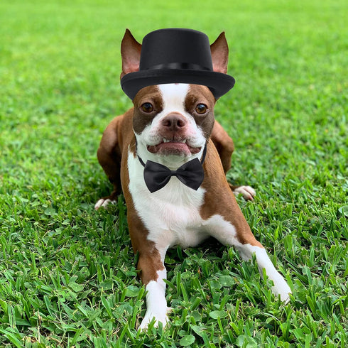 2 Pieces Pet Formal Accessories Set - Pet Top Hat with Pet Formal Necktie/Bowtie Birthday Party Gradation Halloween Costumes Accessories for Dog C...
