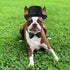 2 Pieces Pet Formal Accessories Set - Pet Top Hat with Pet Formal Necktie/Bowtie Birthday Party Gradation Halloween Costumes Accessories for Dog C...