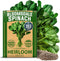 HOME GROWN Bloomsdale Spinach Seeds Pack – 352 High Germination Non-GMO Heirloom Spinach Seeds for Planting – Herb Seeds for Hydroponic and Garden...