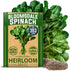 HOME GROWN Bloomsdale Spinach Seeds Pack – 352 High Germination Non-GMO Heirloom Spinach Seeds for Planting – Herb Seeds for Hydroponic and Garden...