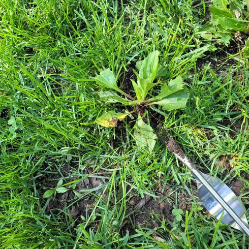 zhuohai Garden Hand Weeder Weeding Tools Gardening Stainless Steel Garden Weeder Tool for Yard Lawn and Farm(Wood Handle)...