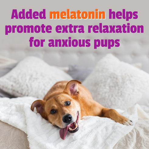 Pet Naturals BusyButter Extra Strength Calming Peanut Butter with Melatonin for Dogs - Great for Treats, Lick Mats, Training, Calming, and Enrichm...