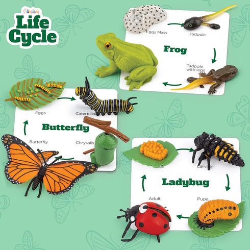 Life Cycle Kit Toy Montessori - Realistic Figurine Toys, Kids Animal Match Set with Frog, Ladybug & Butterfly - Includes 12-Piece, Stocking Stuffe...