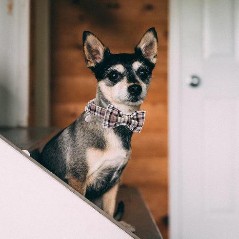 DOGWONG Soft &Comfy Bowtie Dog Collar,Detachable and Adjustable Bow Tie Collar,for Small Medium Large Pet...