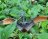 Gemini&Genius Pterodactyl Dinosaur Toys, Flying Dinosaur Figurine, Pteranodon Toys, Pterosaur Model Great Gifts and Cake Toppers or Kid...