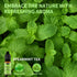 Essential Oil Blends, Essential Oils Set for Diffusers for Home, Well-Being Kit- Spearmint Tea, Calming, Dreams, Relaxing, Mood, Fresh Air Aromath...