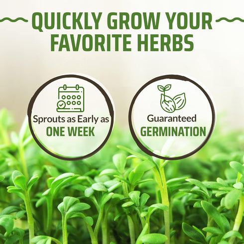 17 Herb Culinary Seed Vault - 5200+ Herbs Seeds for Planting Indoor or Outdoor Garden - Heirloom, Non GMO | Hydroponic Herb Garden Seeds with High...