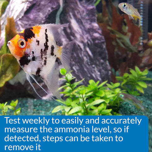 API AMMONIA 130-Test Freshwater and Saltwater Aquarium Water Test Kit...