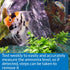 API AMMONIA 130-Test Freshwater and Saltwater Aquarium Water Test Kit...