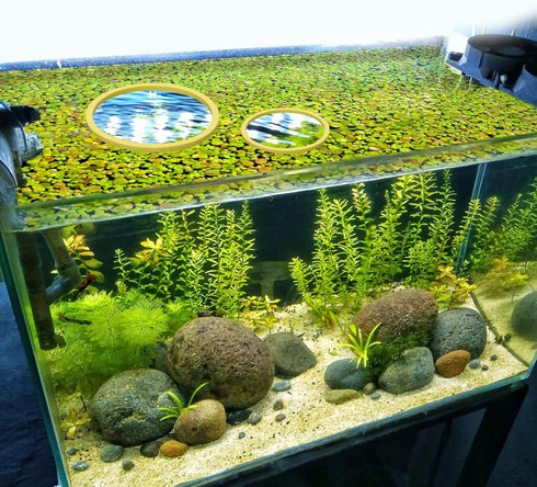 5pcs Aquarium Floating Plant Feed Rings, Round Floating Plant Corral 5 Size Fish Feeding Rings Fish Tank Plant Fence Keep Floating Plants in Place...