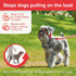 Beaphar | Gentle Leader | Head Collar for Small Dogs | Stops Pulling On The Lead | Training Aid with Immediate Effect | Endorsed by Behaviourists ...