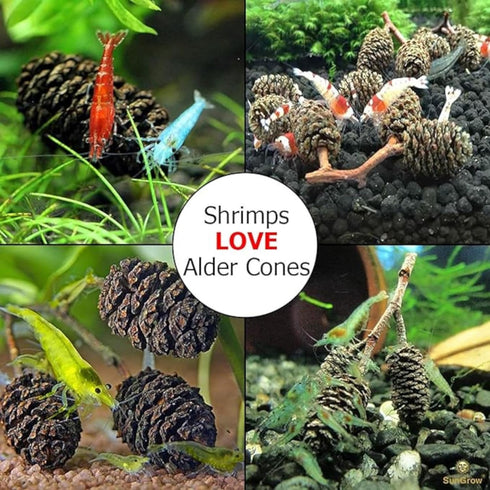 SunGrow Alder Cones for Shrimps, Water Conditioner for Freshwater Shrimp Tanks, Aquarium Decorations & Accessories (100 Pcs)...