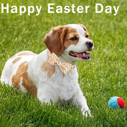 Unique style paws Easter Day Dog Collar with Bow Carrot Pet Collar Best Gift for Small Medium Large Boys Girls-M...