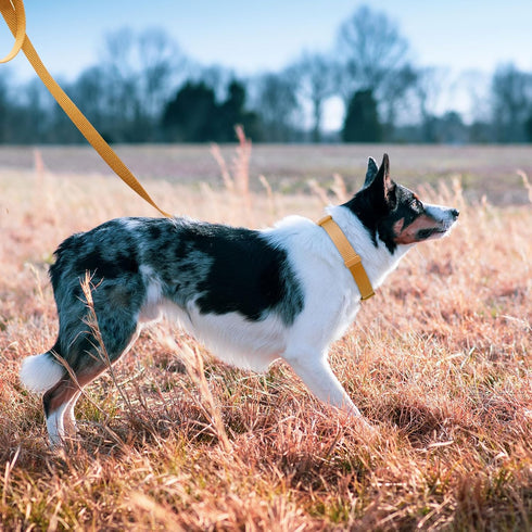azuza Nylon Fall Dog collar and Leash set, Strong & Durable Basic Style Leash with Easy to Use Collar Hook, Available in Multiple Lengths for Smal...
