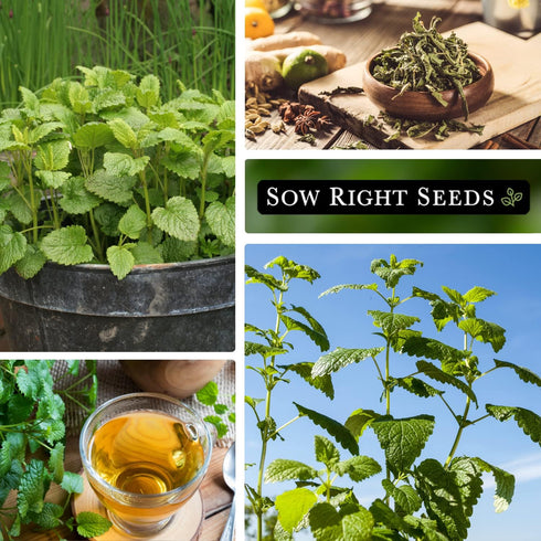 Sow Right Seeds - Lemon Balm Seeds for Planting - Non-GMO Heirloom Packet with Instructions - Easy to Grow Herb Garden - Aromatic Herb and Great f...