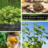 Sow Right Seeds - Lemon Balm Seeds for Planting - Non-GMO Heirloom Packet with Instructions - Easy to Grow Herb Garden - Aromatic Herb and Great f...