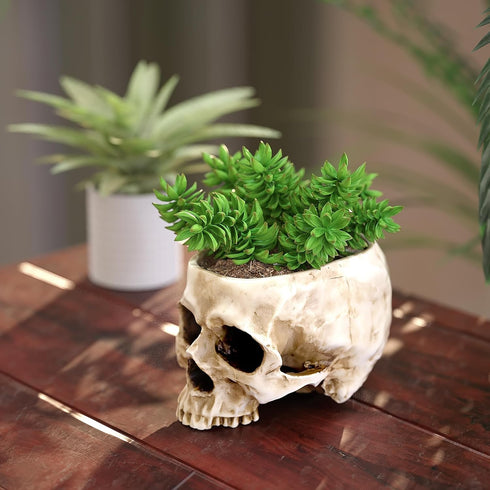 READAEER Skull Bowl Resin Skull Shaped Planter Flower Pot Candy Bowl for Home Office Indoor Desk Decorations - White...