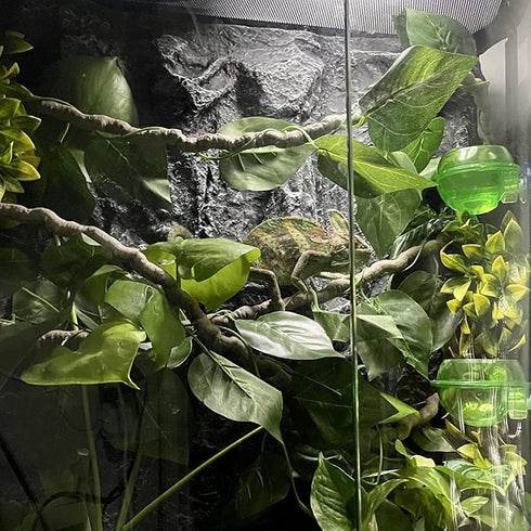 Chameleon Feeding Bowl with Suction Cup,Reptiles Feeder Water Bowls Anti-Escape Worm Live Fodder Translucent Container Ledge Dish Supplies for Liz...