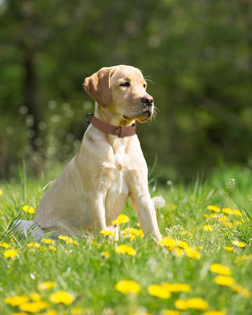 YAODHAOD Soft Padded Leather Dog Collar for Dogs, Adjustable Microfiber Dog Collar Leather, Heavy Duty Dog Collar for Small Medium Large Dogs Pupp...