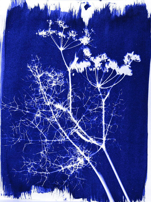Jacquard Cyanotype Sensitizer Set...