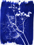 Jacquard Cyanotype Sensitizer Set...