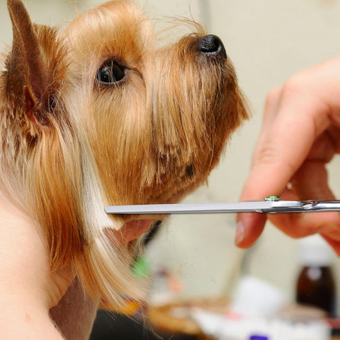 Dog Grooming Scissors 7.4" Professional Straight Dog Grooming Scissors, 440C Stainless Steel Grooming Scissors, Ergonomic Pet Grooming Shears with...