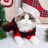 Pet Christmas Pajamas Red Black Buffalo Plaid Jumpsuit Dog Cat Soft Winter Clothes Puppy Doggie Checkered Sweater Apparel (Small)...