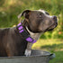 Mile High Life | Reflective Dog Collar Leash Set | Small Dog Collar Leash Set | Medium Dog Collar Leash Set | Adjustable Collar Leash Set (Reflect...