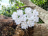 Gypsophila Flower Mulberry Paper Artificial Flowers Wedding Party Decoration DIY Home Decor Craft Cards Supplies Scrapbooking Embellishment (White...