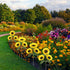 Solar Sunflower Lights, 800mA Solar Garden Light with Real Looking Flowers Outdoor Waterproof Solar Stake Lights for Back Yard, Flower Bed, Pathwa...