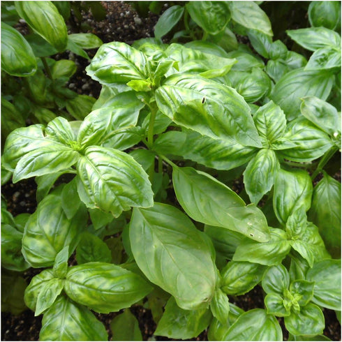 Seed Needs, Culinary Basil Herb Seed Packet Collection (8 Individual Basil Seed Varieties for Planting) Non-GMO & Untreated...