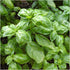 Seed Needs, Culinary Basil Herb Seed Packet Collection (8 Individual Basil Seed Varieties for Planting) Non-GMO & Untreated...