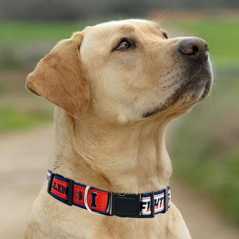 NCAA PET Collar Illinois Fighting Illini Dog Collar, Large Collegiate Team Collar for Dogs & Cats. A Sporty, Shiny & Colorful Cat Collar & Dog Col...