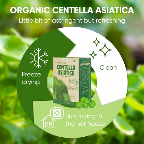 NMPT Centella Asiatica Leaf Tea, 100% Hand Pick, Organic Herbal Tea, 40 Count, Freeze Drying, Gluten Free, Dairy Free, No Sugar Added, Energy Boos...