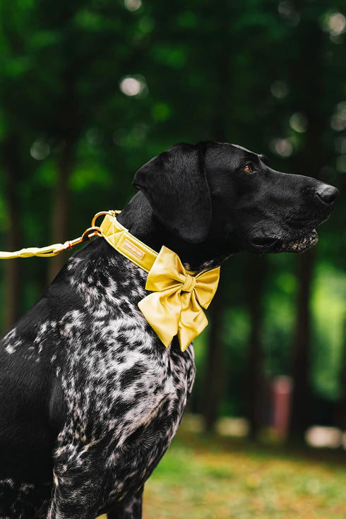 Unique style paws Silk Yellow Color Dog Collar Adjustable Durable Dog Collar with Bow Wedding Bow tie Dog Collar for Medium Dogs...