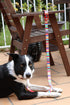 Neoprene Dog Leash SCOOBY - Large...