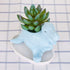 VanEnjoy Desktop Cute Cartoon Blue Tyrannosaurus Dinosaur Ceramic Succulent Pot with Tray, Bonsai Cactus Flower Pot Vase Holder Decorative Organiz...