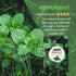 MYARO 12 Packs Peppermint Potpourri Bags Sachets for Drawer and Closet, Long-Lasting Drawer fresheners Closet sachets Home Fragrance...