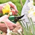8 Inch Garden Pruner with a SK5 Carbon Steel, Non-stick, Rust Resistant Blade. Adjustable for Small and Large Hands...