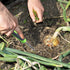 Weed Puller Tool Hand Weeder Dandelion Weeder Tool with Ergonomic Handle, Stainless Steel Manual Weed Puller Bend...
