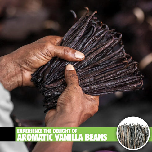26 Organic Madagascar Vanilla Beans Extract Exclusive Grade B| 4.5" - 5.5" by FITNCLEAN VANILLA| Certified USDA Organic. Bulk Dry Whole Bourbon NO...