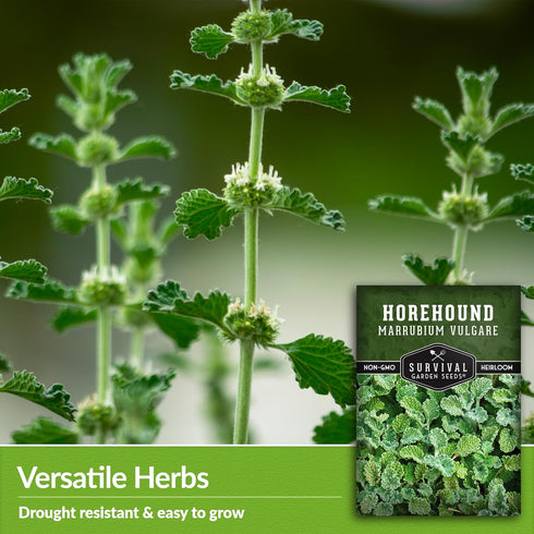 Horehound Seed for Planting - 1 Packet with Instructions to Plant and Grow Beneficial Marrubium Medicinal Herbs in Your Home Vegetable Garden - No...