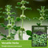 Horehound Seed for Planting - 1 Packet with Instructions to Plant and Grow Beneficial Marrubium Medicinal Herbs in Your Home Vegetable Garden - No...