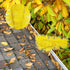 2 PCS Gutter Cleaning Replacement Brush Gutter Cleaning Brush Parts Accessories for Cleaning Leaves and Debris from The Ground...