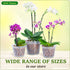 Orchid Breathable Slotted Clear Plastic Pot (4.5 inch (4 Pack))...