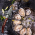 Oyster Shucker, Oyster Shucking Knife for Oyster Clam Pearl Shell Shucking, 2 Set Oyster Shucking Tool Kit, 2 Stainless Steel Oyster Knifes with W...