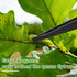 8 Pieces Venus Fly Trap Feeding Tweezers Carnivorous Plant Feeding Tongs Straight and Curved Food Tongs for Flytraps Pitcher Plants Butterwort Rep...