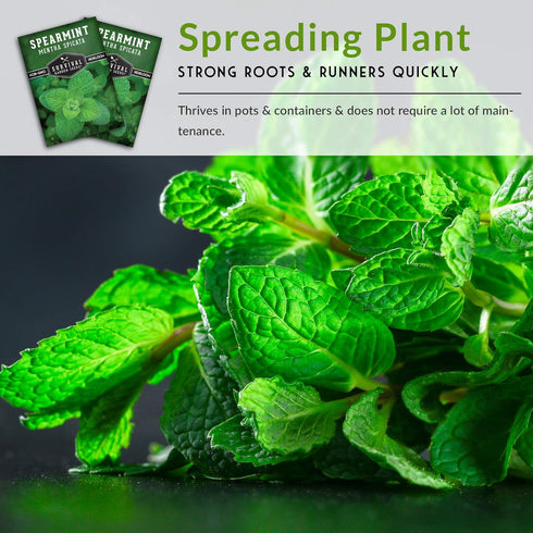 Survival Garden Seeds - Spearmint Seed for Planting - Mentha Spicata Packet with Instructions to Plant Delicious Herbs and Grow Your Home Herb Gar...