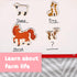 SPARK & WOW Wooden Magnets - Farm - Set of 20 - Magnets for Kids Ages 2+ - Cute Farm Magnets for Fridges, Whiteboards and More......